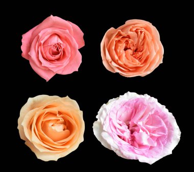 Pastel David Austin gül çiçeği beyaz arka planda izole, kırpma yolu ile gölge yok