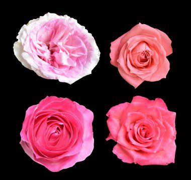 Pastel David Austin gül çiçeği beyaz arka planda izole, kırpma yolu ile gölge yok