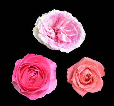 Pastel David Austin gül çiçeği beyaz arka planda izole, kırpma yolu ile gölge yok