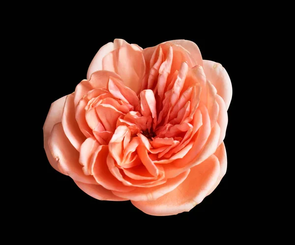 Пастель Дэвид Остин Цветок Розы Белом Фоне Тени Обрезкой Пути — стоковое фото