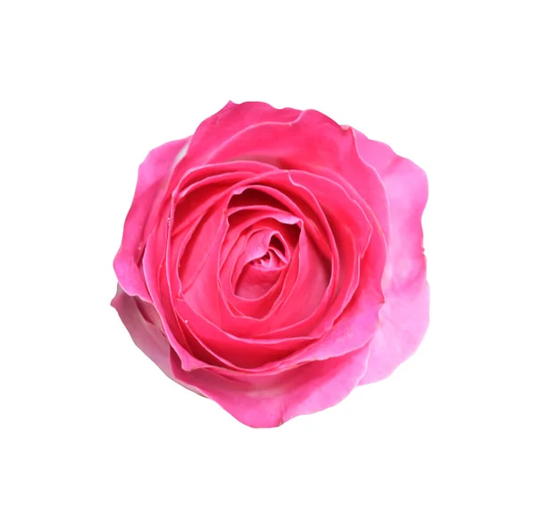 Pastel David Austin Rose Flower Isolated White Background Shadow Clipping — Foto de Stock