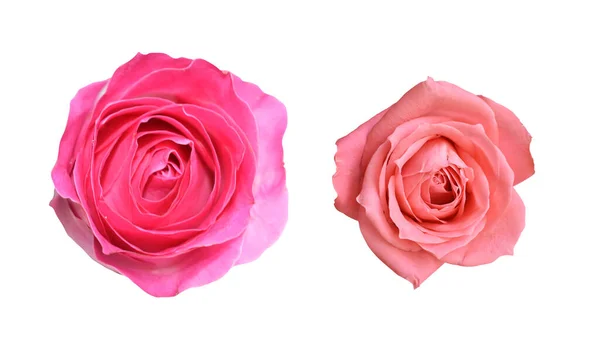 Pastel David Austin Rose Flower Isolated White Background Shadow Clipping — Foto de Stock