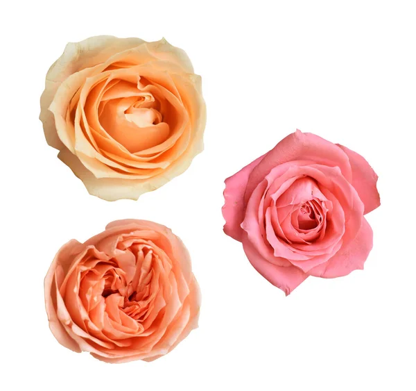 Pastel David Austin Rose Flower Isolated White Background Shadow Clipping — Fotografia de Stock