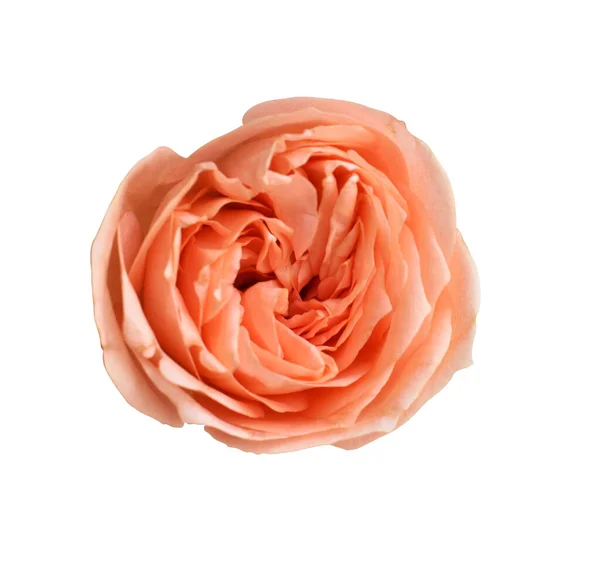 Pastel David Austin Rose Flower Isolated White Background Shadow Clipping — Foto de Stock