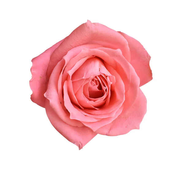 Pastel David Austin gül çiçeği beyaz arka planda izole, kırpma yolu ile gölge yok