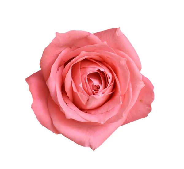 Pastel David Austin Rose Fleur Isolée Fond Blanc Pas Ombre — Photo