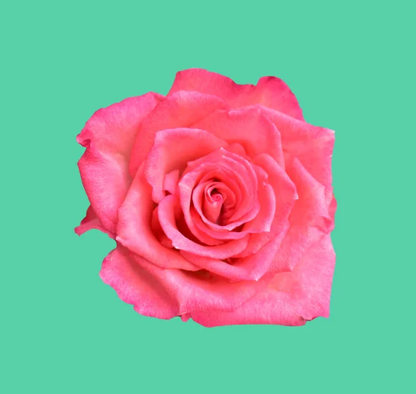Pastel David Austin Rose Flower Isolated White Background Shadow Clipping —  Fotos de Stock