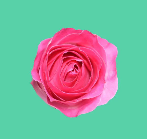 Pastel David Austin Rose Flower Isolated White Background Shadow Clipping — Foto de Stock