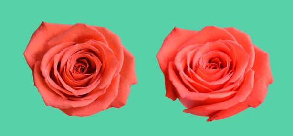 Pastel David Austin Rose Flower Isolated White Background Shadow Clipping — Fotografia de Stock