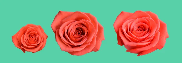 Pastell David Austin Rose Flower Isoliert Weißem Hintergrund Kein Schatten — Stockfoto