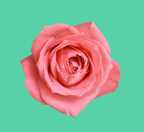 Pasztell David Austin Rózsa Virág Elszigetelt Fehér Háttérrel Nincs Árnyék — Stock Fotó