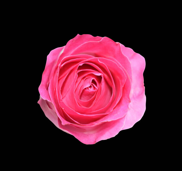 Pastel david austin rose flower isolated in  white background, no shadow with clipping path