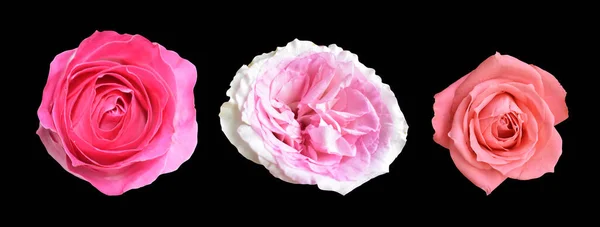 Pastel David Austin Rose Flower Isolated White Background Shadow Clipping — Fotografia de Stock