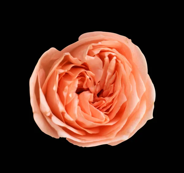 Пастель Дэвид Остин Цветок Розы Белом Фоне Тени Обрезкой Пути — стоковое фото