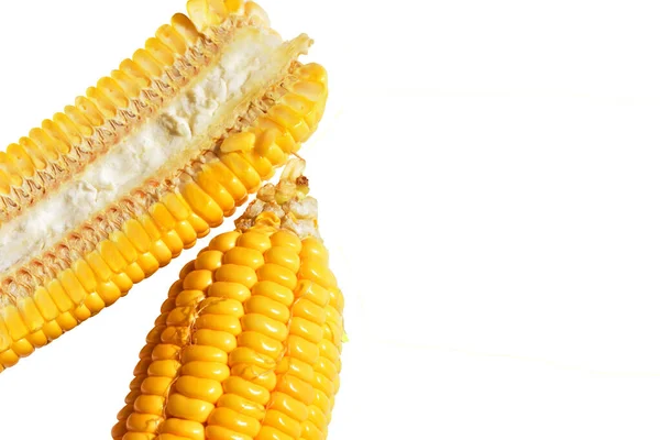 Fresh yellow corn isolated in white background, no shadow, whole raw sweet corn with clipping path
