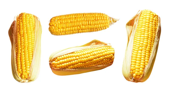 Fresh yellow corn isolated in white background, no shadow, whole raw sweet corn with clipping path