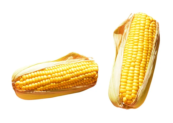 Fresh yellow corn isolated in white background, no shadow, whole raw sweet corn with clipping path