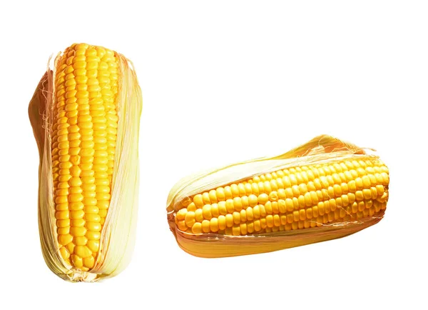 Свежая Желтая Кукуруза Изолирована Белом Фоне Тени Вся Сырая Сладкая — стоковое фото