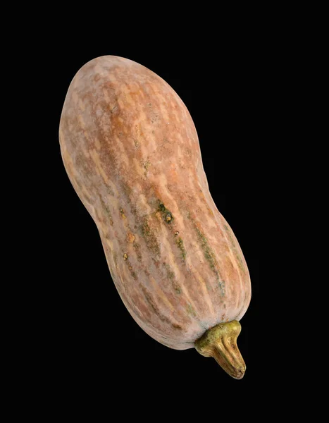 Pomerančové Dlouhé Dýně Dýně Máslového Ořechu Dýně Máslového Ořechu Izolované — Stock fotografie