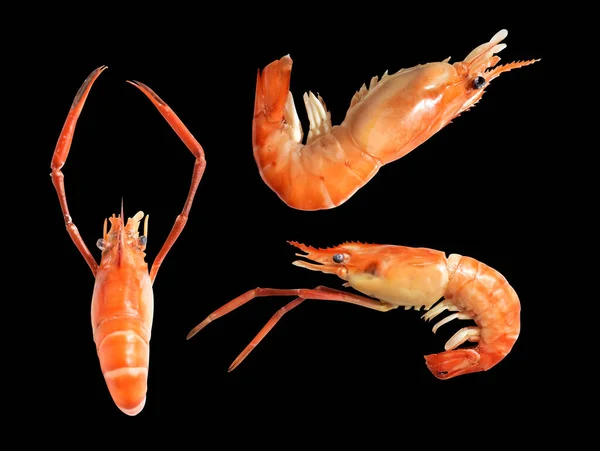 Camarones Hervidos Aislados Con Camino Recorte Sin Sombra Fondo Blanco —  Fotos de Stock