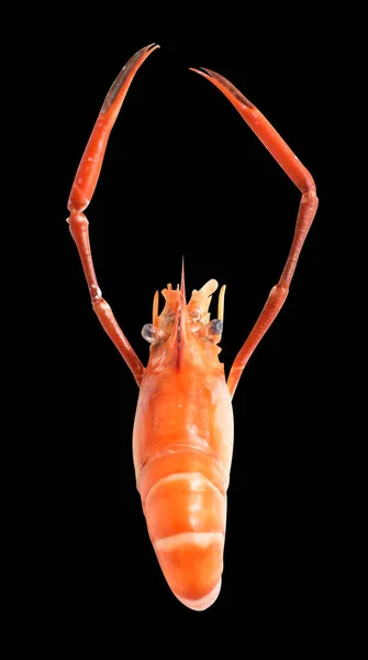 Crevettes Bouillies Isolées Avec Chemin Coupe Pas Ombre Sur Fond — Photo