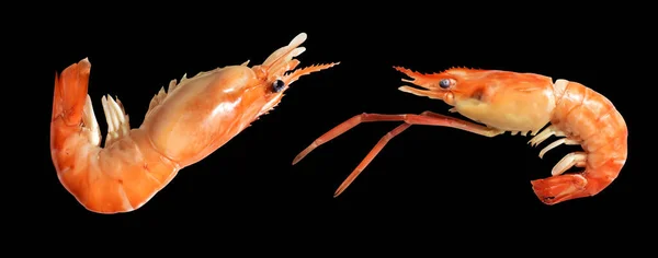 Gamberetti Bolliti Isolati Con Percorso Ritaglio Nessuna Ombra Sfondo Bianco — Foto Stock