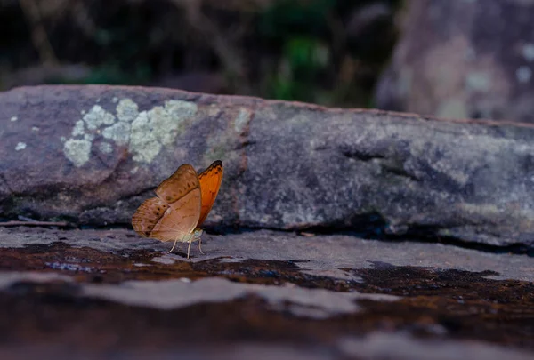 Mariposa Sobre Una Roca Parque Nacional Khao Yai Patrimonio Humanidad —  Fotos de Stock