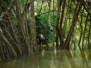 old banyan tree roots In the Little Amazon or Khlong Sang Naen, Phang Nga, Thailand, a famous tourist destination.