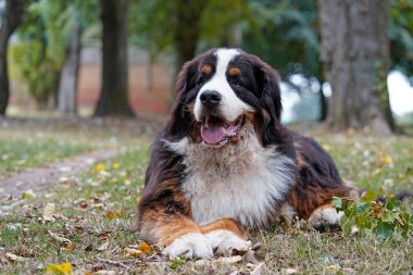 Bernese Dağ Köpeği parkta dinleniyor.