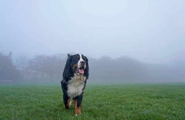 公園内のベルネーゼ山犬 霧の背景 — ストック写真