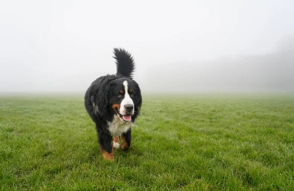 Chien Montagne Bernois Promenant Dans Parc Fond Brumeux — Photo