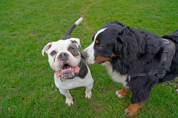 Two large dogs meeting in the park