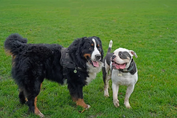 Two large  dogs saying hello to each other in the park