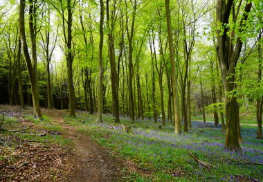 BlueBell ormanındaki patika.