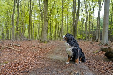 Bernese Dağ Köpeği ilkbaharda ormanda, başka yere bakıyor.