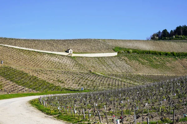Wijngaard Het Platteland Het Vroege Voorjaar Chablis Frankrijk — Stockfoto