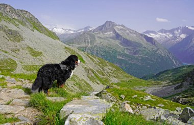 Dağdaki Bernese Dağ Köpeği manzaraya bakıyor.