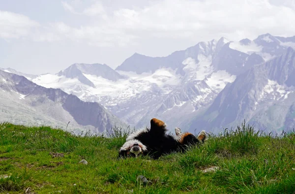 Happy Bernese Mountain Dog Valící Trávě Hory Pozadí — Stock fotografie