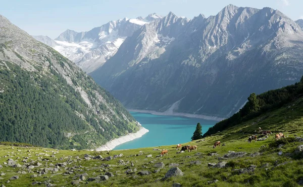 Alpské Jezero Horách Krávy Poli — Stock fotografie