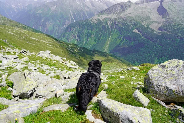 Bernese Mountain Dog Hoře Dívá Výhled — Stock fotografie