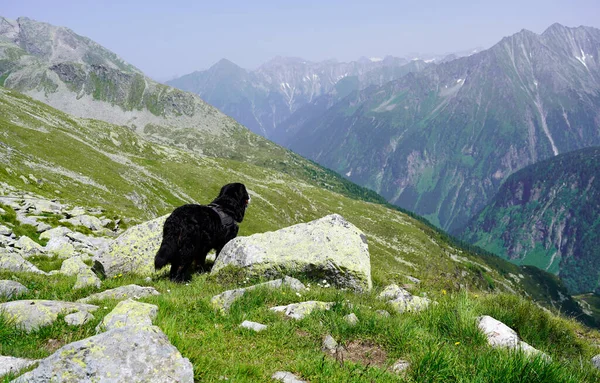 Bernese Mountain Dog Hoře Dívá Výhled — Stock fotografie