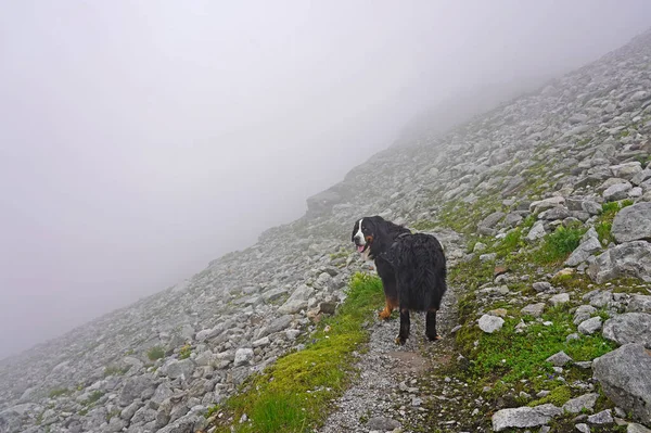 Bernese Mountain Dog Kráčí Horské Stezce Zamračený Den — Stock fotografie