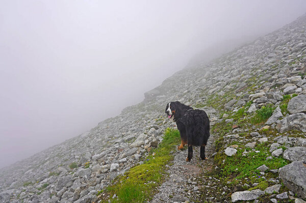 Bernese Mountain Dog walking on the mountain path on a cloudy day 