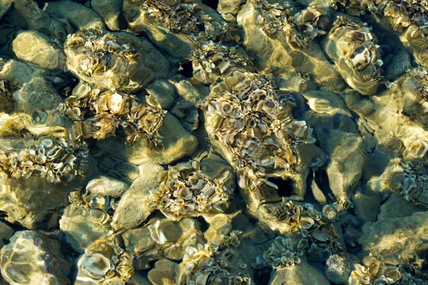 Abstract, textured background. Sea bed near the shore in clear water