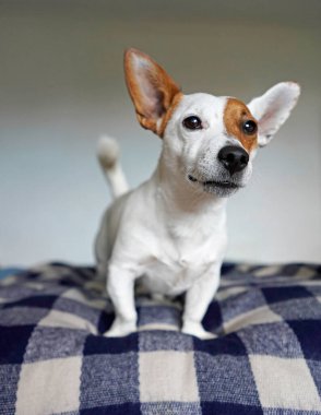 Yataktaki şirin küçük Jack Russell Terrier 
