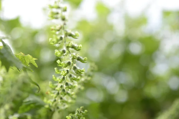 Enfoque Selectivo Flor Perilla Semillas Con Fondo Naturaleza Borrosa — Foto de Stock