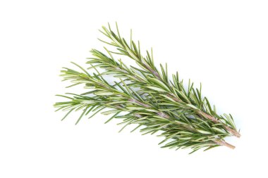 Biberiye beyaz arka planda izole edilmiş. kopyalama alanı. Aromatik her zaman yeşil çalı