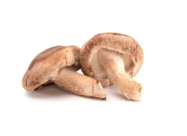 Friss Shiitake Gomba Elszigetelt Fehér Alapon — Stock Fotó