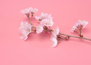 Çiçek açan kiraz çiçeklerinin dalları pembe arka planda izole edilmiş. Geleneksel Japon çiçeği.
