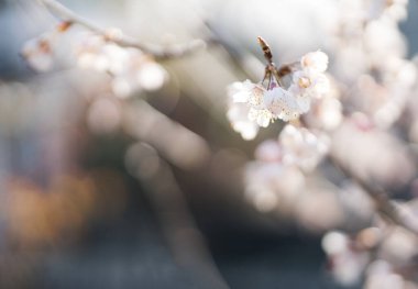 Bulanık arkaplanı olan kiraz çiçekleri. Baharın işareti. seçici odak